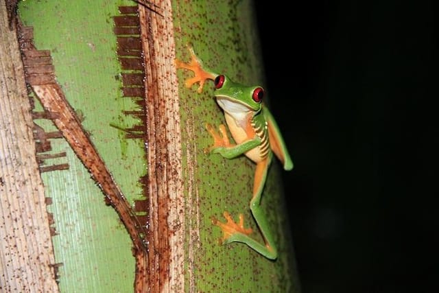 Beautiful Red-eye tree frog active during the night